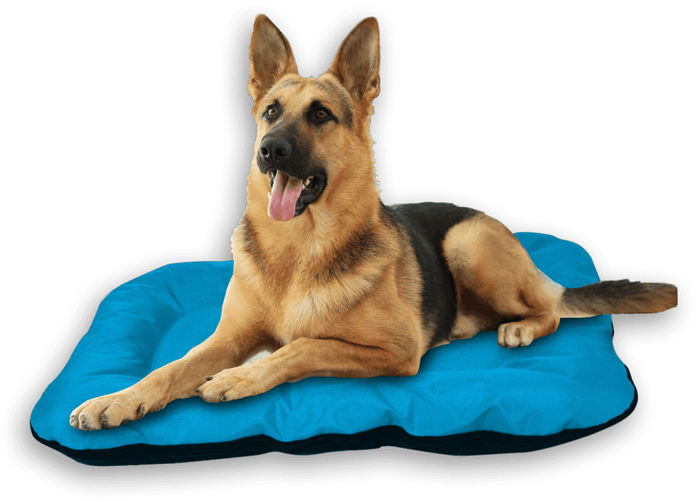 dog-bed